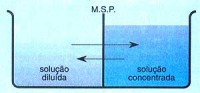 /album/www-profrafaelcoutinho-com-br/movimento-osmotico-jpg/